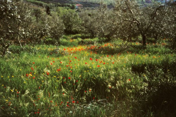 247_26.04.-Unterwegs am Monte Albano